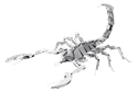 Picture of Scorpion 