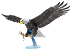 Picture of American Bald Eagle