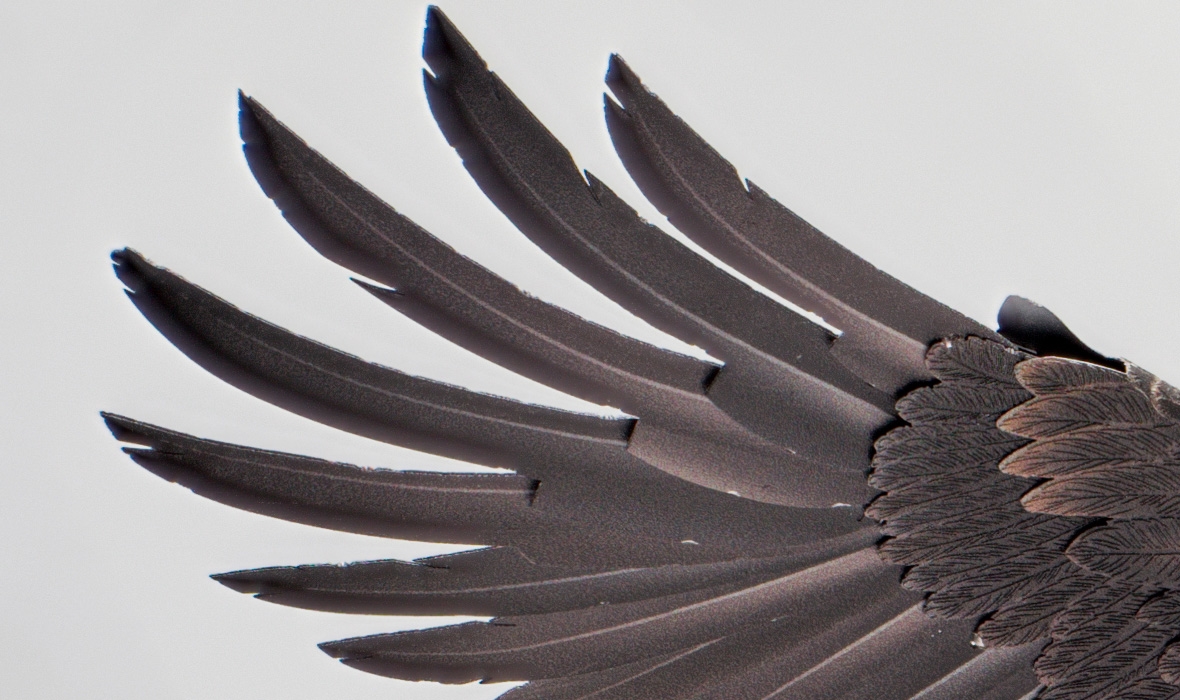 PS2017 - American Bald Eagle