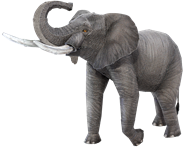 Picture of African Elephant