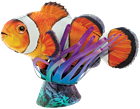 Picture of Clownfish