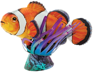 Picture of Clownfish
