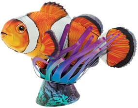 Picture of Clownfish