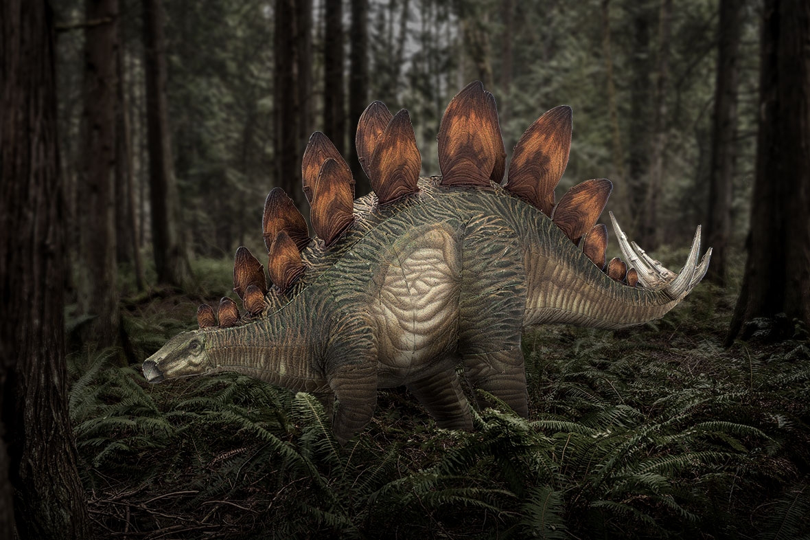 ME1018 - Stegosaurus