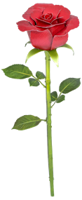 Picture of Red Rose