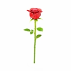 Picture of Red Rose