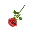 Picture of Red Rose